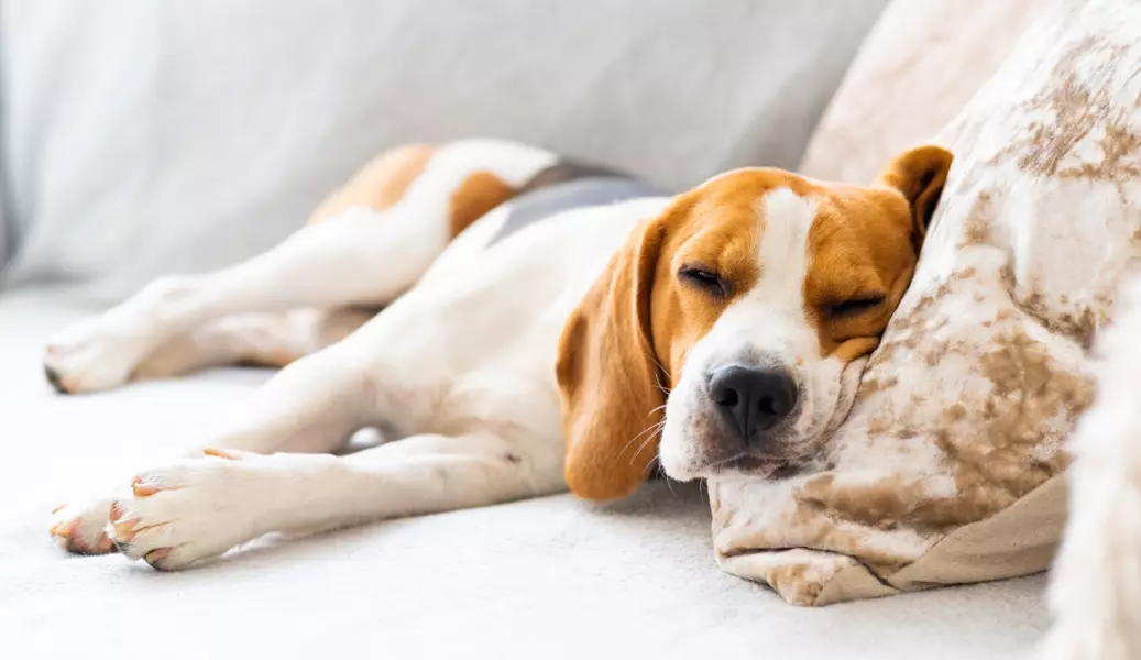 Dog breathing discount heavy while sleeping